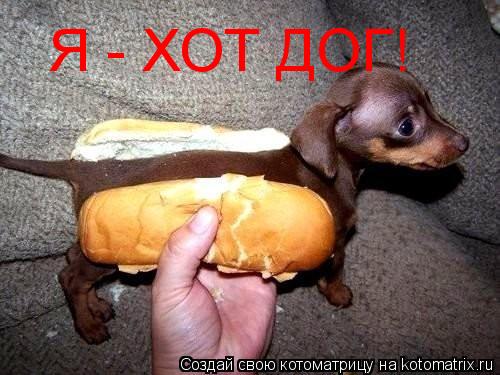 Котоматрица: Я - ХОТ ДОГ!