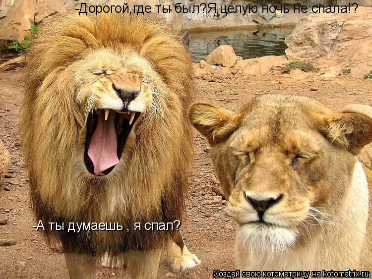 Котоматрица: -Дорогой,где ты был?Я целую ночь не спала!? -А ты думаешь , я спал?