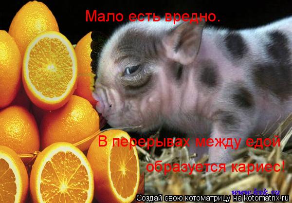 Котоматрица: Мало есть вредно. В перерывах между едой образуется кариес!