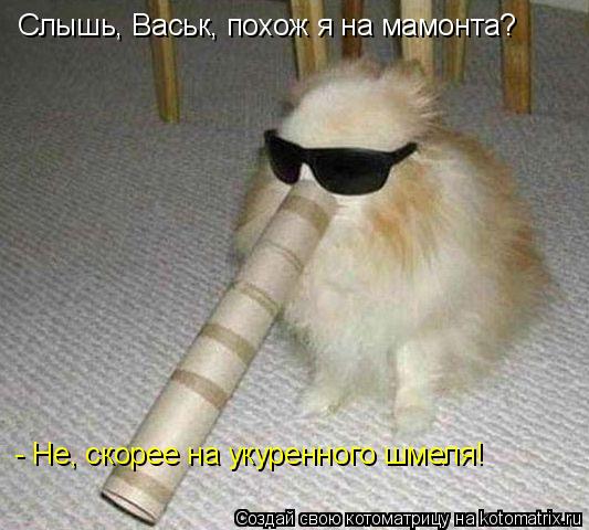 Котоматрица: Слышь, Васьк, похож я на мамонта? - Не, скорее на укуренного шмеля!