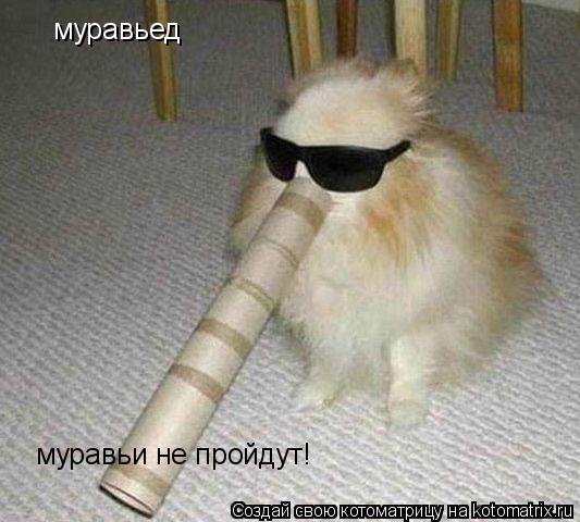 муравьед муравьи не пройдут!... Котоматрица: муравьед муравьи не пройдут!
