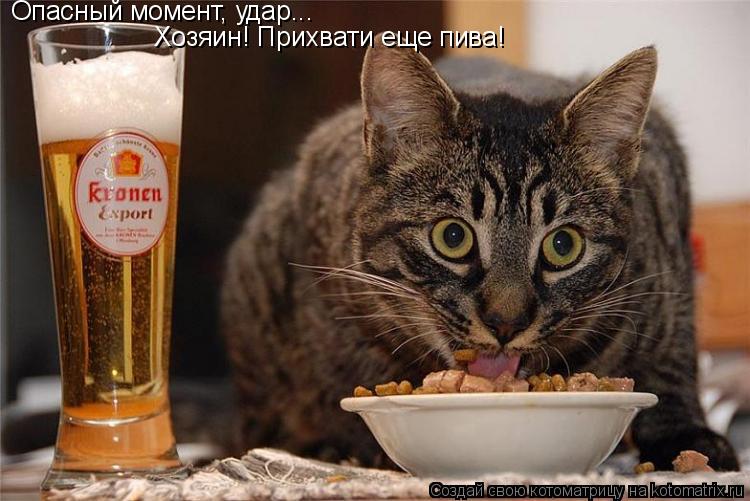 Опасный момент, удар... Хозяин! Прихвати еще пива!... Котоматрица: Опасный момент, удар... Хозяин! Прихвати еще пива!