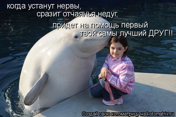 когда устанут нервы, сразит отчаянья недуг, придет на помощь первый твой самы лучший ДРУГ!!... Котоматрица: когда устанут нервы, сразит отчаянья недуг, придет на помощь первый твой самы лучший ДРУГ!!