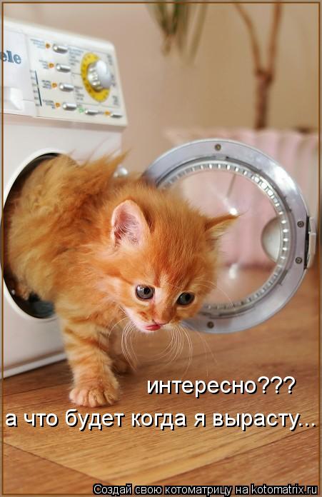 интересно??? а что будет когда я вырасту...... Котоматрица: интересно??? а что будет когда я вырасту...