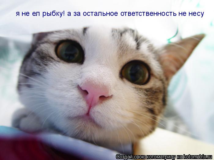 я не ел рыбку! а за остальное ответственность не несу... Котоматрица: я не ел рыбку! а за остальное ответственность не несу