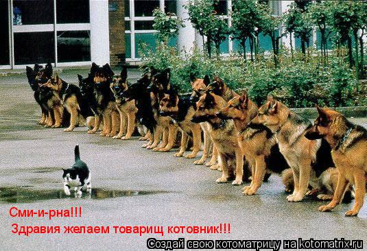 Здравия желаем товарищ котовник!!! Сми-и-рна!!!... Котоматрица: Здравия желаем товарищ котовник!!! Сми-и-рна!!!