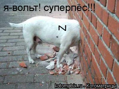 Z я-вольт! суперпёс!!!... Котоматрица: Z я-вольт! суперпёс!!!