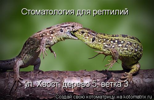 Стоматология для рептилий ул. Хвост, дерево 5, ветка 3... Котоматрица: Стоматология для рептилий ул. Хвост, дерево 5, ветка 3
