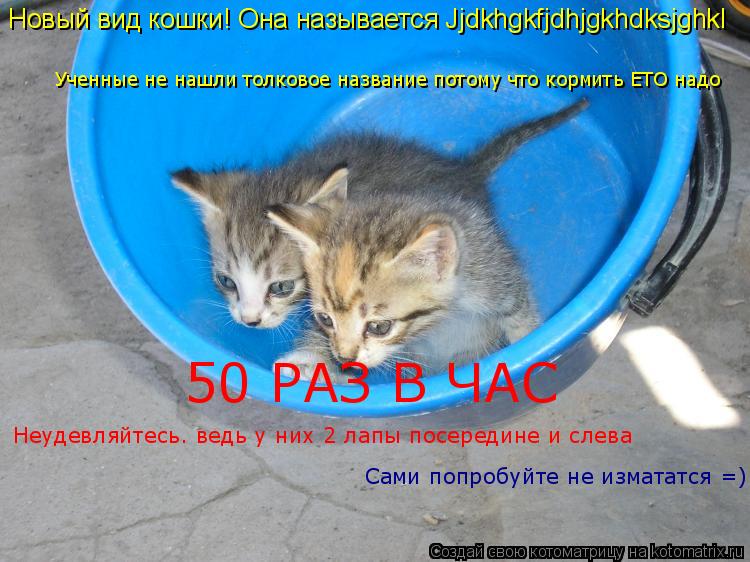 Новый вид кошки! Она называется Jjdkhgkfjdhjgkhdksjghkl Ученные не нашли толковое название потому что... Котоматрица: Новый вид кошки! Она называется Jjdkhgkfjdhjgkhdksjghkl Ученные не нашли толковое название потому что кормить ЕТО надо 50 РАЗ В ЧАС Неудевляйтесь. ве