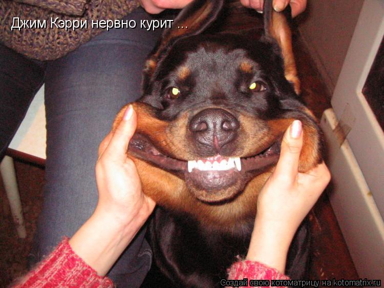 Джим Кэрри нервно курит ...... Котоматрица: Джим Кэрри нервно курит ...
