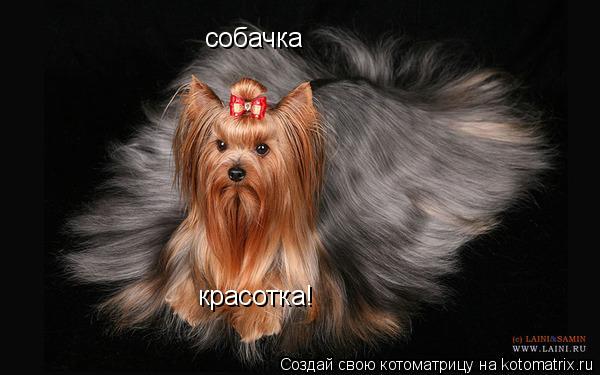 собачка красотка!... Котоматрица: собачка красотка!