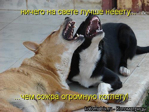 Котоматрица: ничего на свете лучше нееету... ...чем сожра огромную котлету!