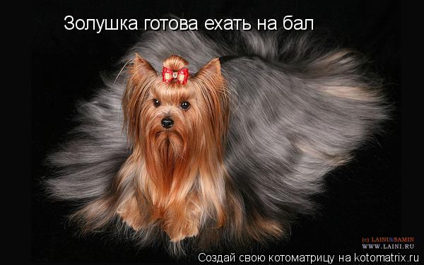 Котоматрица: Золушка готова ехать на бал