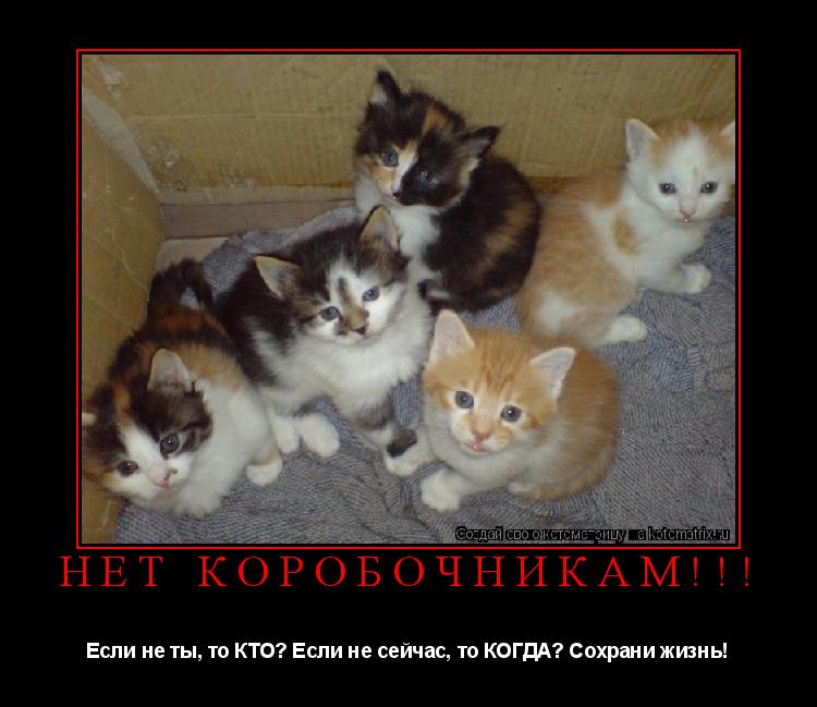 НЕТ КОРОБОЧНИКАМ!!! Если не ты, то КТО? Если не сейчас, то КОГДА? Сохрани жизнь!... Котоматрица: НЕТ КОРОБОЧНИКАМ!!! Если не ты, то КТО? Если не сейчас, то КОГДА? Сохрани жизнь!