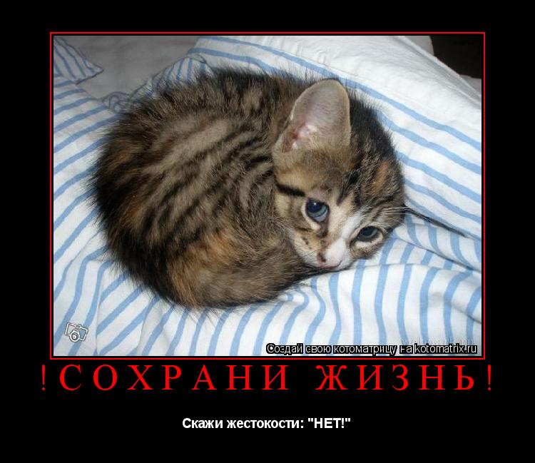 !СОХРАНИ ЖИЗНЬ! Скажи жестокости: "НЕТ!"... Котоматрица: !СОХРАНИ ЖИЗНЬ! Скажи жестокости: "НЕТ!"