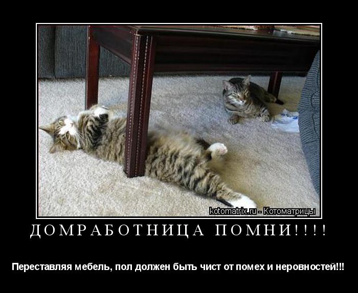 Котоматрица: Домработница помни!!!! Переставляя мебель, пол должен быть чист от помех и неровностей!!!