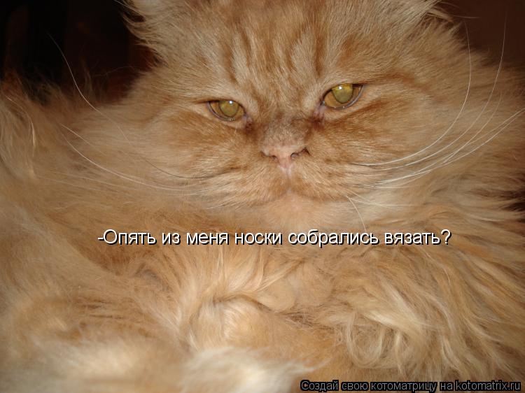 Котоматрица: -Опять из меня носки собрались вязать?
