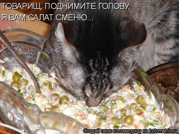 Котоматрица: ТОВАРИЩ, ПОДНИМИТЕ ГОЛОВУ,  Я ВАМ САЛАТ СМЕНЮ...