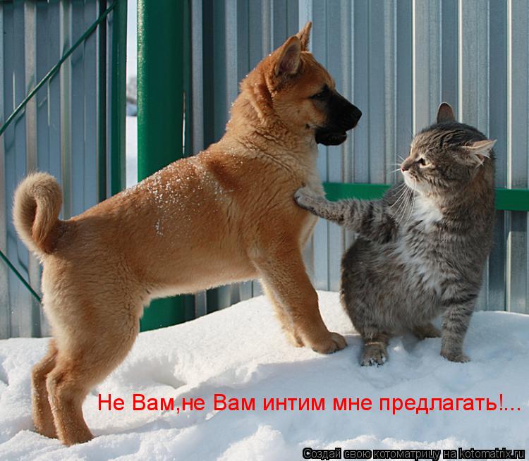 Не Вам,не Вам интим мне предлагать!...... Котоматрица: Не Вам,не Вам интим мне предлагать!...