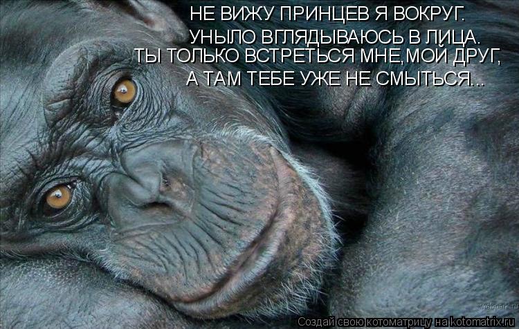 НЕ ВИЖУ ПРИНЦЕВ Я ВОКРУГ. УНЫЛО ВГЛЯДЫВАЮСЬ В ЛИЦА. ТЫ ТОЛЬКО ВСТРЕТЬСЯ МНЕ,МОЙ ДРУГ, А ТАМ ТЕБЕ УЖЕ ... Котоматрица: НЕ ВИЖУ ПРИНЦЕВ Я ВОКРУГ. УНЫЛО ВГЛЯДЫВАЮСЬ В ЛИЦА. ТЫ ТОЛЬКО ВСТРЕТЬСЯ МНЕ,МОЙ ДРУГ, А ТАМ ТЕБЕ УЖЕ НЕ СМЫТЬСЯ...