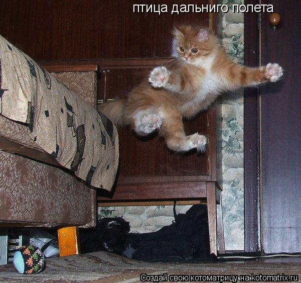 Котоматрица: птица дальниго полета