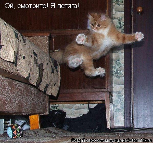 Котоматрица: Ой, смотрите! Я летяга!