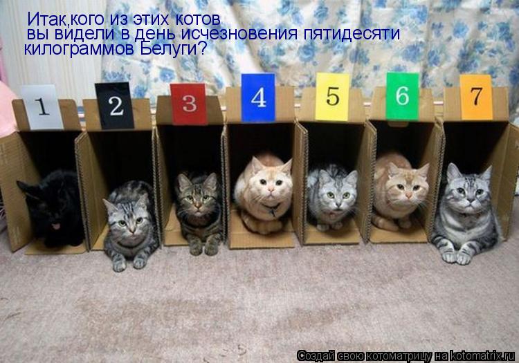 Котоматрица: Итак,  кого из этих котов вы видели в день исчезновения пятидесяти килограммов Белуги?