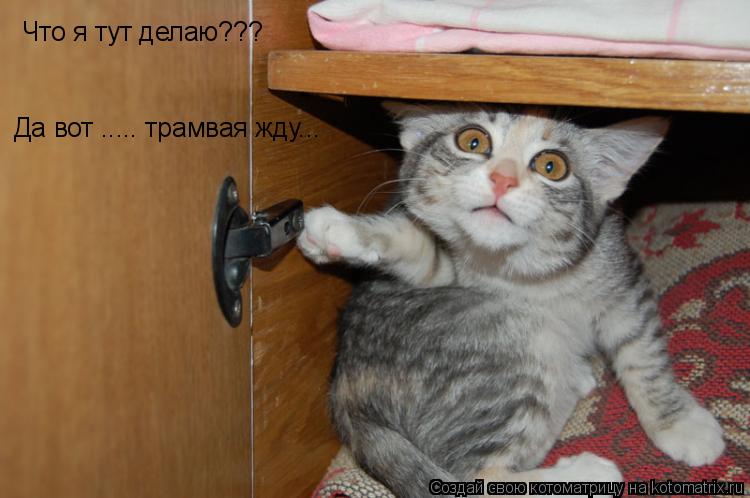 Котоматрица: Что я тут делаю??? Да вот ..... трамвая жду...