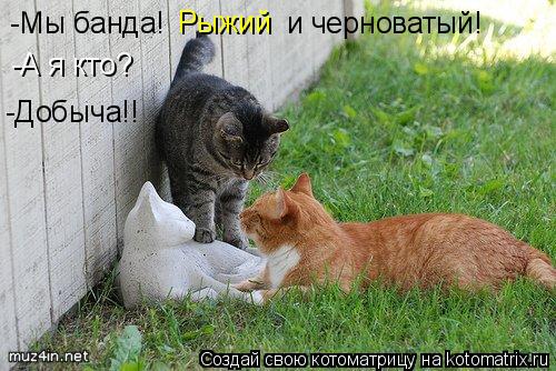 Котоматрица: -Мы банда! Рыжий и черноватый! -А я кто? -Добыча!!