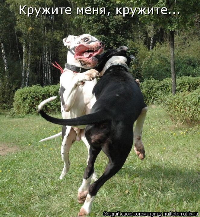 Котоматрица: Кружите меня, кружите...