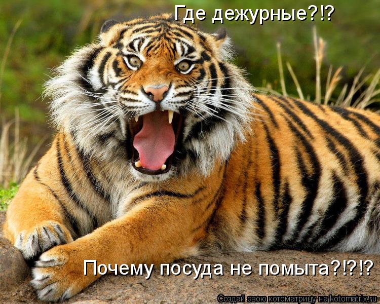 Котоматрица: Где дежурные?!?  Почему посуда не помыта?!?!?