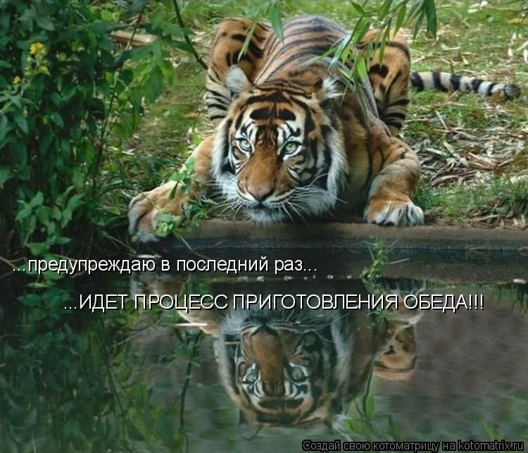 Котоматрица: ...предупреждаю в последний раз... ...ИДЕТ ПРОЦЕСС ПРИГОТОВЛЕНИЯ ОБЕДА!!!