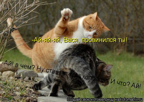 Котоматрица: -Ай-яй-яй, Вася, провинился ты! -Ай! в чем? Ну стащил круг колбасы! И что? Ай!
