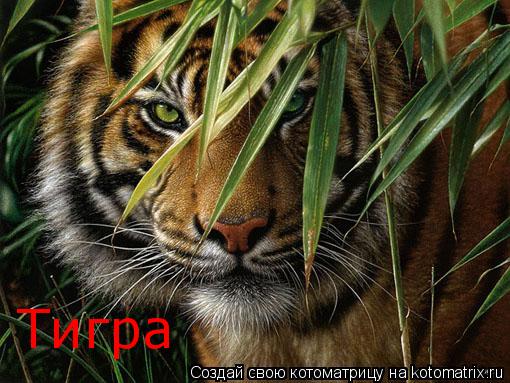 Котоматрица: Тигра
