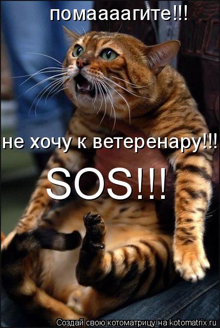 Котоматрица: помаааагите!!! не хочу к ветеренару!!! SOS!!!