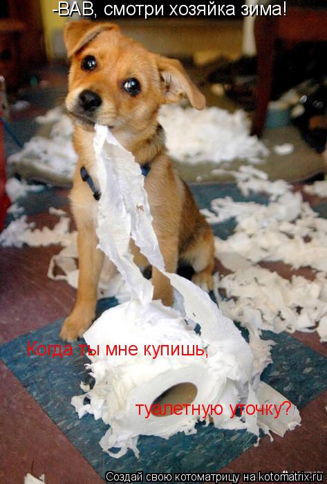 Котоматрица: -ВАВ, смотри хозяйка зима! Когда ты мне купишь, туалетную уточку?