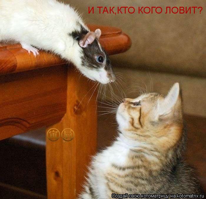 Котоматрица: И ТАК,КТО КОГО ЛОВИТ?