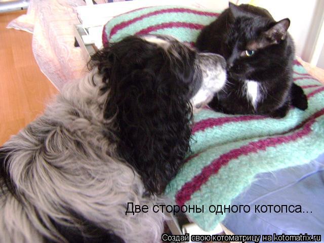 Котоматрица: Две стороны одного котопса...