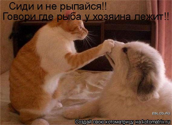 Котоматрица: Сиди и не рыпайся!! Говори где рыба у хозяина лежит!!