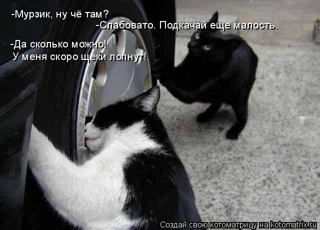 -Мурзик, ну чё там? -Слабовато. Подкачай еще малость. -Да сколько можно! У меня скоро щеки лопнут!... Котоматрица: -Мурзик, ну чё там? -Слабовато. Подкачай еще малость. -Да сколько можно! У меня скоро щеки лопнут!