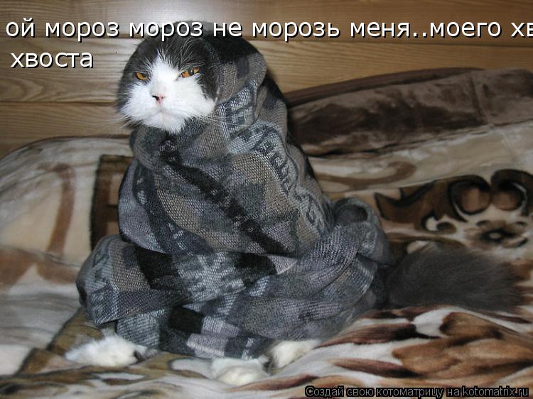 Котоматрица: ой мороз мороз не морозь меня..моего хвоста хвоста