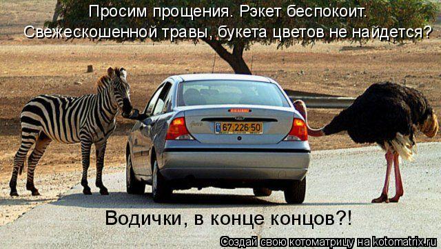 Просим прощения. Рэкет беспокоит. Свежескошенной травы, букета цветов не найдется? Водички, в конце ... Котоматрица: Просим прощения. Рэкет беспокоит. Свежескошенной травы, букета цветов не найдется? Водички, в конце концов?!