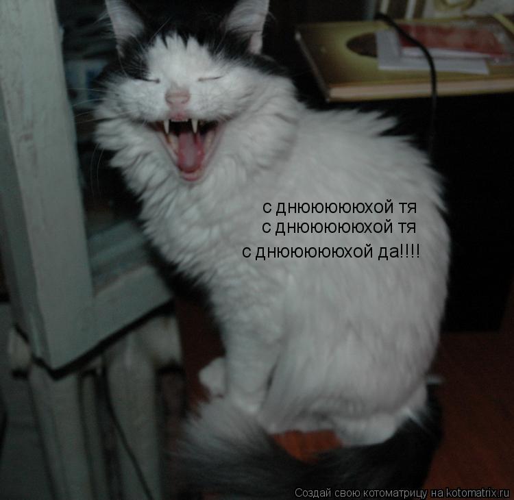 с днюююююхой тя с днюююююхой тя с днюююююхой да!!!!... Котоматрица: с днюююююхой тя с днюююююхой тя с днюююююхой да!!!!