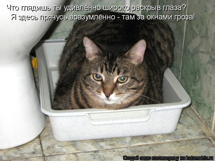 Что глядишь ты удивлённо широко раскрыв глаза? Я здесь прячусь вразумлённо - там за окнами гроза!... Котоматрица: Что глядишь ты удивлённо широко раскрыв глаза? Я здесь прячусь вразумлённо - там за окнами гроза!