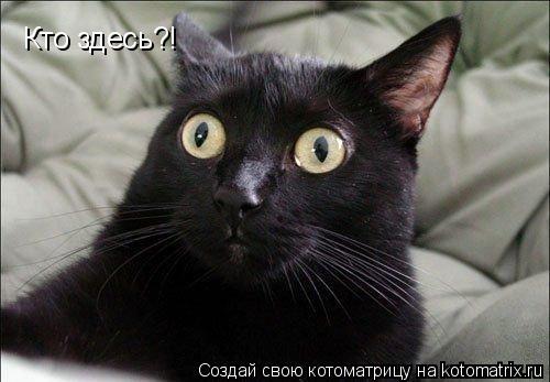 Котоматрица: Кто здесь?!