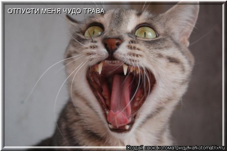 Котоматрица: ОТПУСТИ МЕНЯ ЧУДО ТРАВА