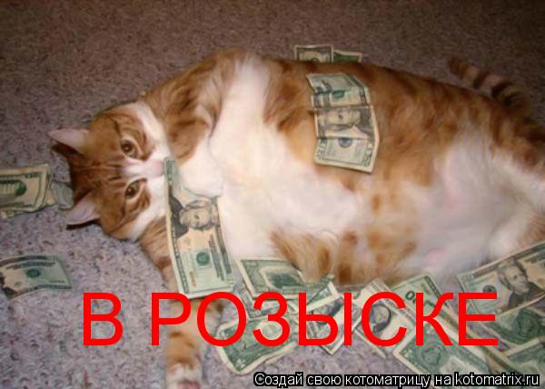 Котоматрица: В РОЗЫСКЕ