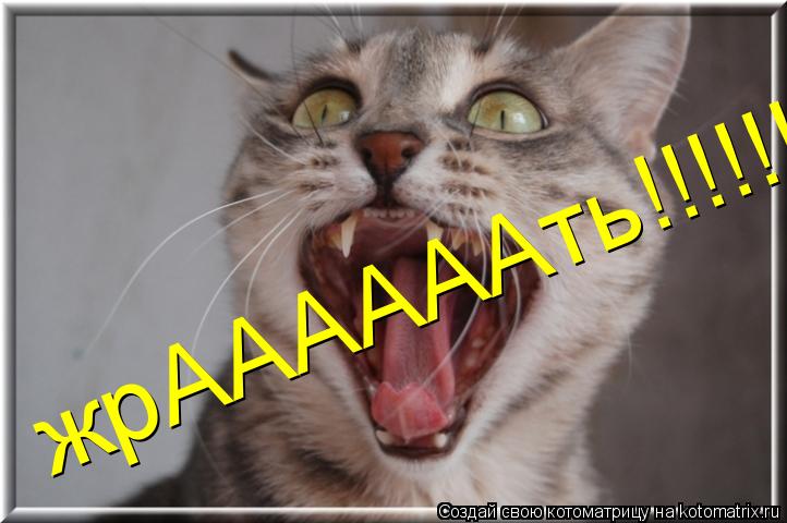 Котоматрица: жрААААААть!!!!!!!!!!!!!!!!!!!!