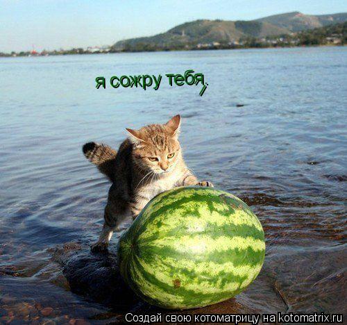 я сожру тебя !... Котоматрица: я сожру тебя !