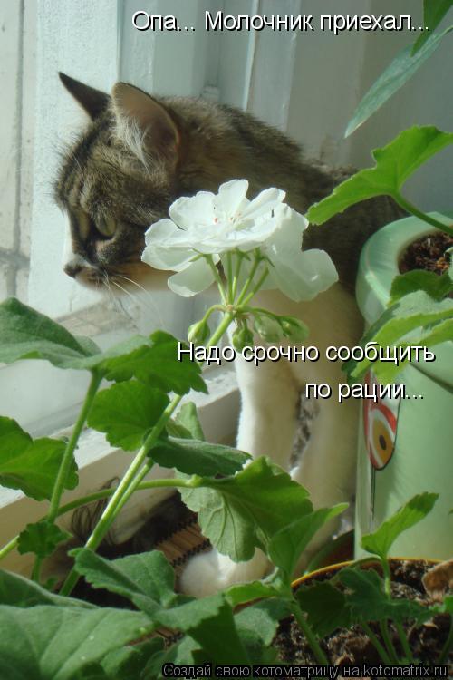Опа... Молочник приехал... Надо срочно сообщить по рации...... Котоматрица: Опа... Молочник приехал... Надо срочно сообщить по рации...